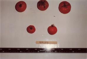 Click for 1 image(s) for this accession. FRUIT